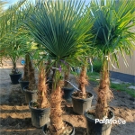 Trachycarpus Fortunei 180-190cm